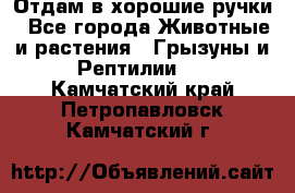 Отдам в хорошие ручки - Все города Животные и растения » Грызуны и Рептилии   . Камчатский край,Петропавловск-Камчатский г.